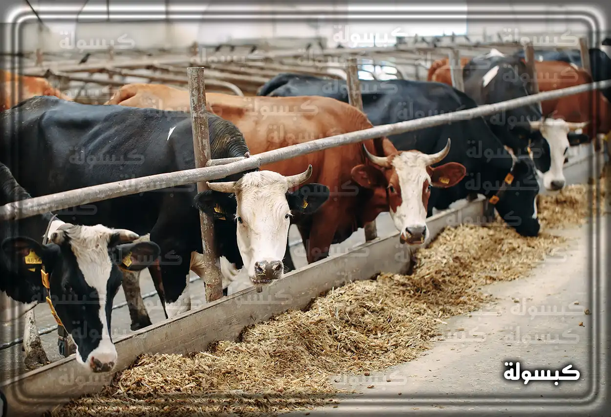 مربي مواشي سعودي يستعرض ماشيته