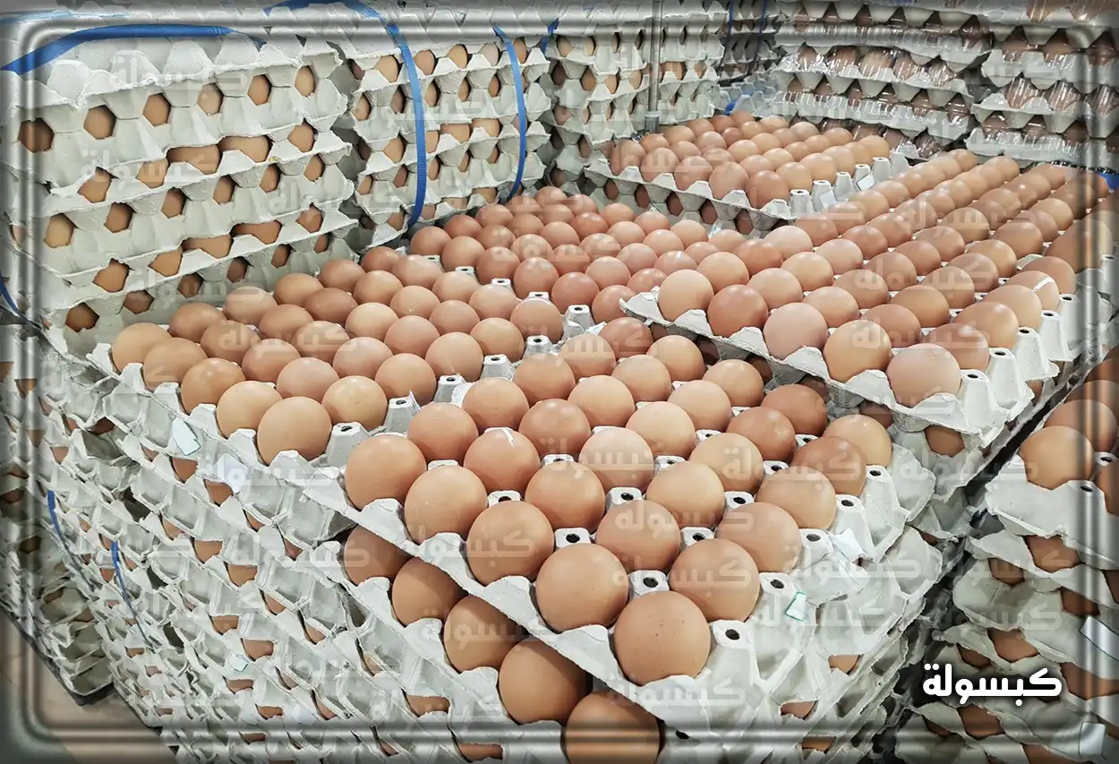 تسوق البيض العضوي