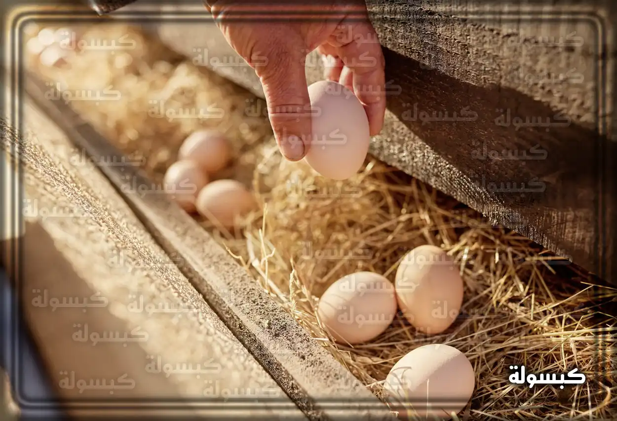 مقارنة البيض