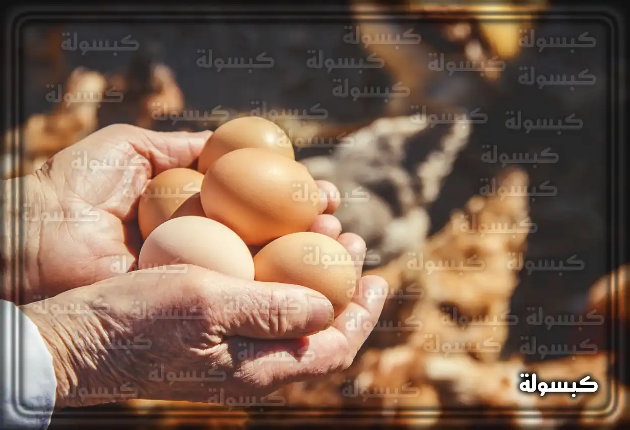 بيض عضوي وعادي