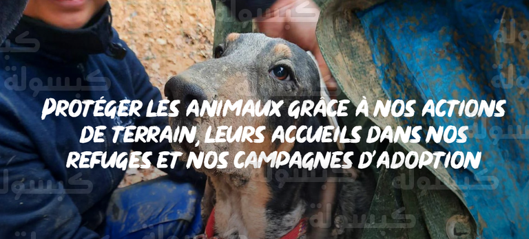 برنار دورمال الرئيس الجديد لمؤسسة بريجيت باردو 2026