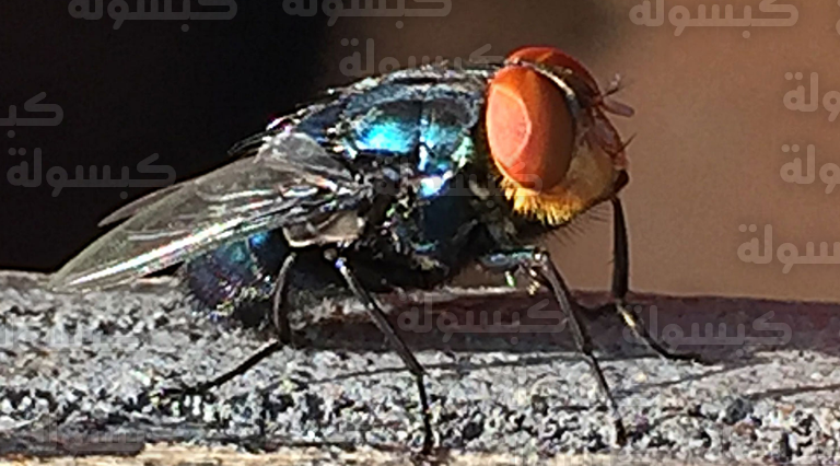 ذبابة آكلة للحوم - دودة اللولب وتأثيرها الصحي