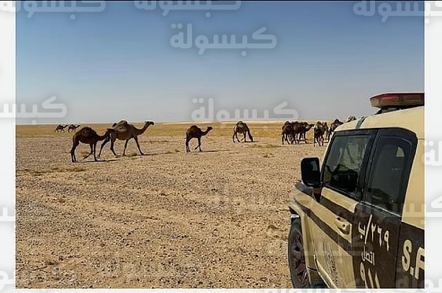 ضبط مخالفة بيئية في السعودية 2026