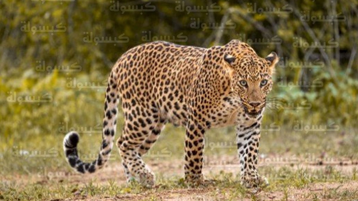 فعاليات نادي العلا لليوم العالمي للنمر العربي 2026