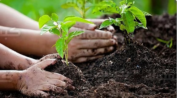 مشروع تشجير جازان 2026