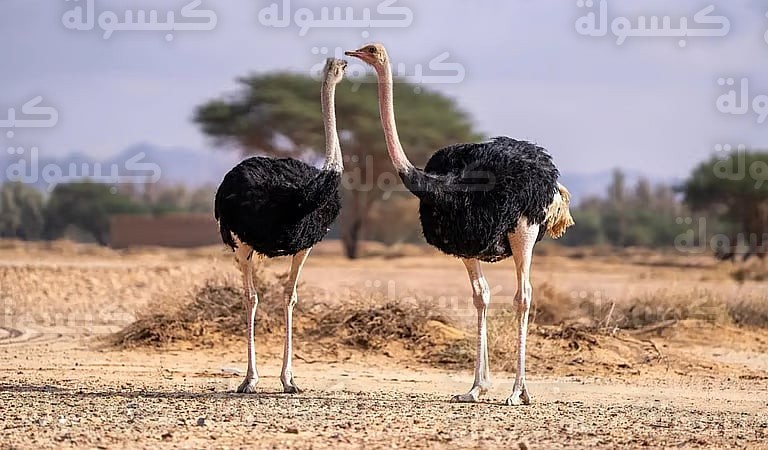 تأهيل الكائنات الفطرية في السعودية 2026