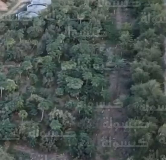 زراعة الحمضيات في جبال الفقرة بالمدينة المنورة 2026