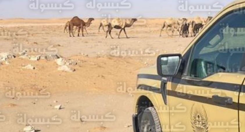 ضبط مخالفة رعي في محمية ملكية 2026