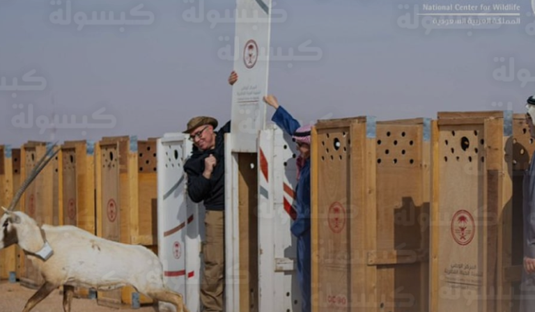 السعودية تشهد أكبر عملية إطلاق للكائنات الفطرية في تاريخ البرامج الوطنية لتعزيز التوازن البيئي واستدامة النظم الحيوية
