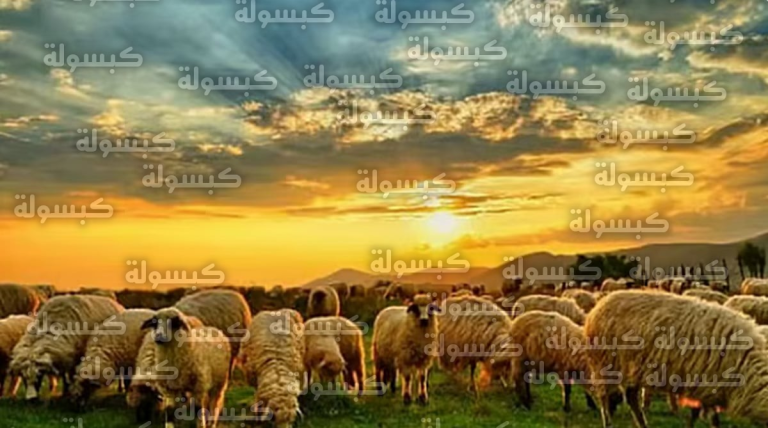 الإرشاد الزراعي يحذر من الماشية “كثيرة الشحم” ويكشف 4 مؤشرات لجودة لحوم الأغنام