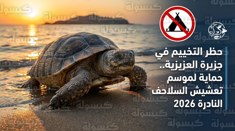 السلطات المحلية في البريقة تمنع الرحلات الجماعية إلى جزيرة العزيزية لحماية السلاحف البحرية النادرة