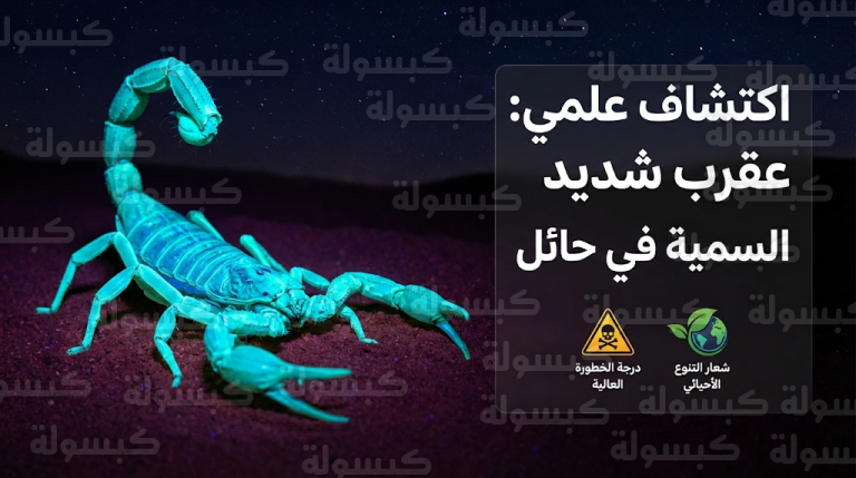 باحثون سعوديون يكتشفون عقرب ليوروس نيجيلوس شديد السمية في منطقة حائل