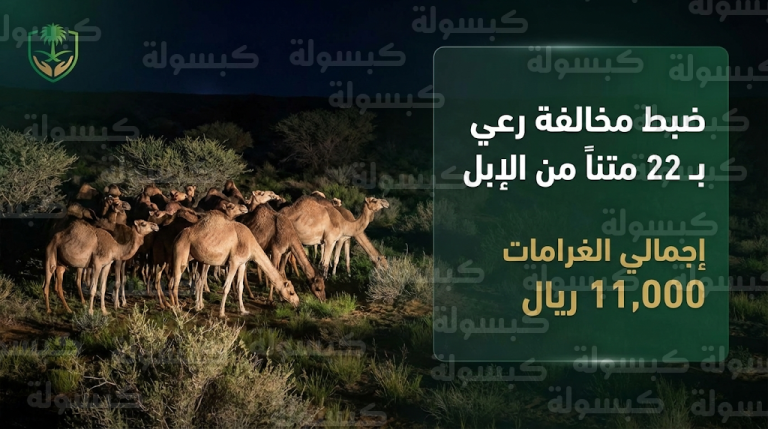 تغريم مواطن 11 ألف ريال لمخالفته نظام البيئة برعي الإبل في مواقع محظورة بمحمية الملك عبدالعزيز