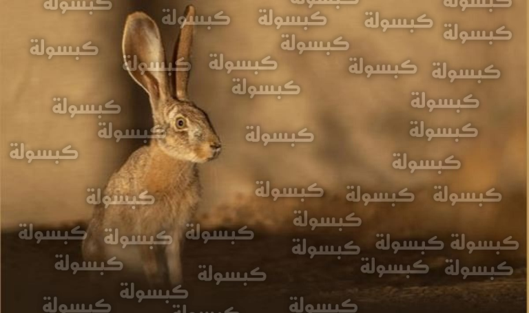 محمية الأمير محمد بن سلمان الملكية تعلن نجاح توطين الأرنب العربي وتسجيل أول ولادة طبيعية في البرية