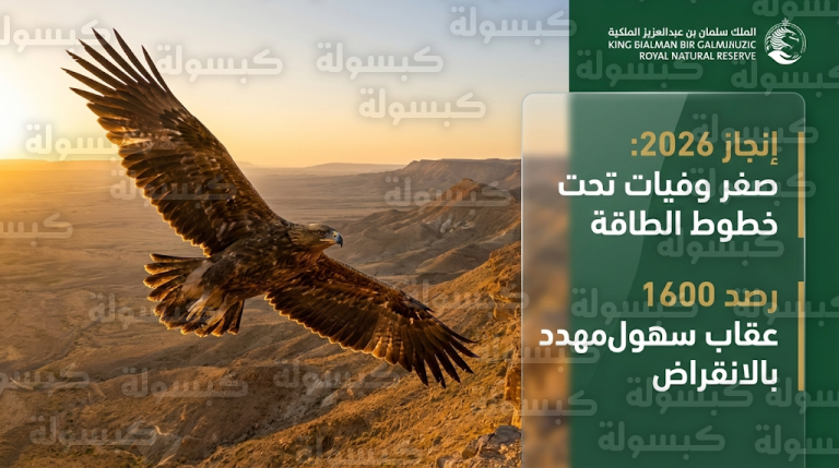 محمية الملك سلمان بن عبدالعزيز الملكية تحقق إنجازا بيئيا عالميا بتسجيل صفر وفيات للطيور الجارحة تحت خطوط الطاقة
