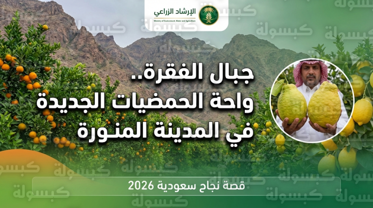 نجاح المزارع محمد المحمدي في تحويل جبال الفقرة بالمدينة المنورة إلى واحة لإنتاج أجود أنواع الحمضيات