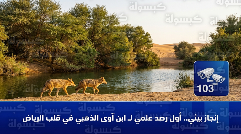 واحة التنهاة تستقطب حيوان ابن آوى الذهبي في أول ظهور علمي موثق بمنطقة الرياض