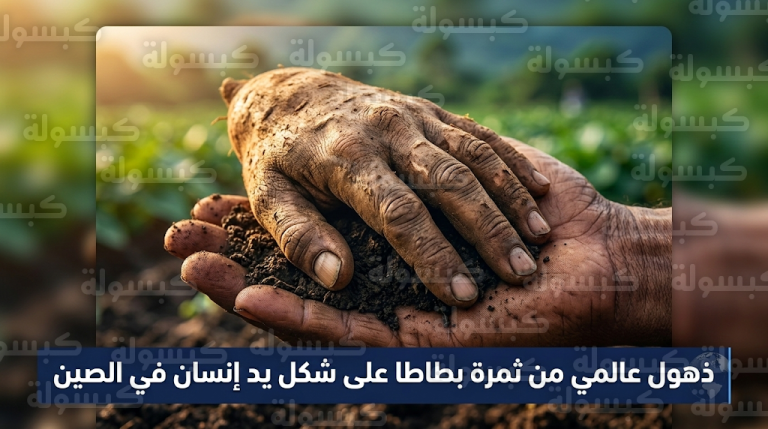 مزارع صيني يعثر على ثمرة بطاطا حلوة نادرة تشبه كف الإنسان بدقة مذهلة في مقاطعة قوانغدونغ